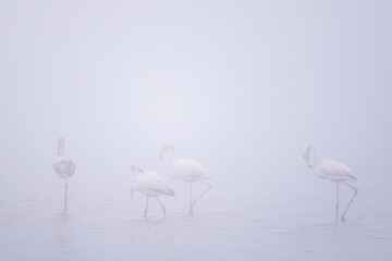 Greater flamingo, Phoenicopterus roseus, Souss Massa National Park, Morocco.