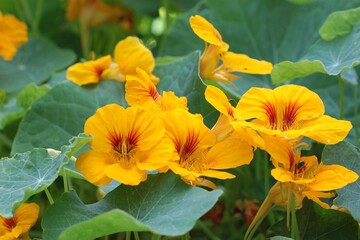 Garden nasturtium, known as Kappertjies in South Africa.