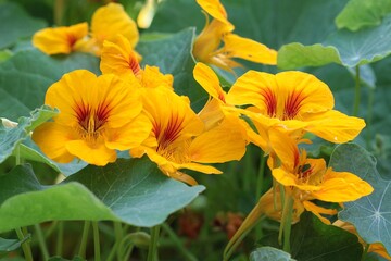 Garden nasturtium, known as Kappertjies in South Africa.