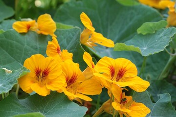 Garden nasturtium, known as Kappertjies in South Africa.