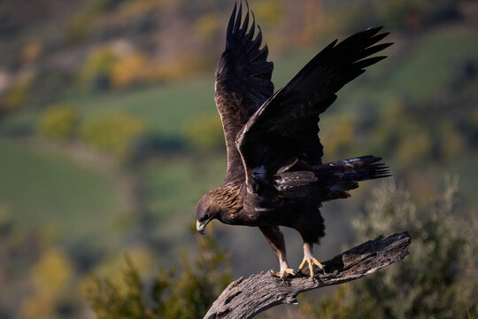 Golden eagle siting on tree branch