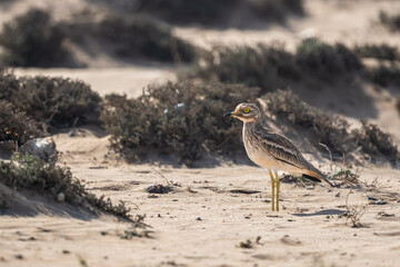 Eurasian stone-curlew, Eurasian thick-knee, Burhinus oedicnemus. Souss Massa National Park, Morocco