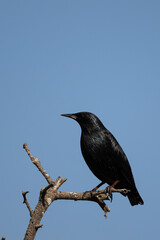 Spotless starling, Sturnus unicolor. Souss-Massa National Park, Morocco.