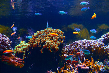 Exotic fish in aquarium . Underwater beautiful world 