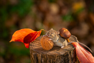The mouse carries a large nut and mushrooms. Preparing food for the winter.
