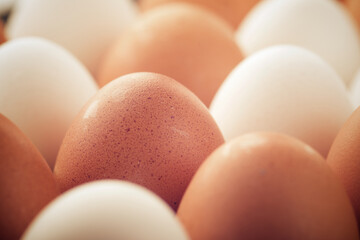 Eggs close up