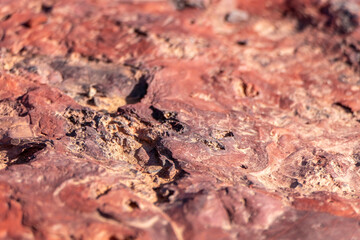 Colorful surface of mineralized stone. Ramon crater. Desert of the Negev. Selective focus