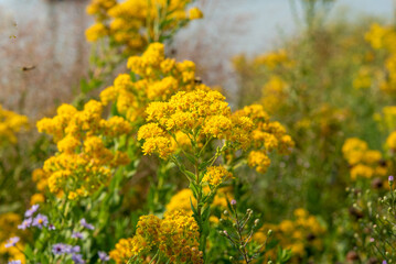 Obraz premium Goldenrod Growing In The Native Plant Garden