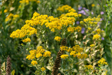 Goldenrod Growing In The Native Plant Garden