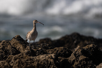 Eurasian whimbrel, common whimbrel, Numenius phaeopus.