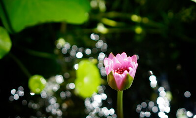 Bud of a pink nymph among green leaves. Sun glare on the water.