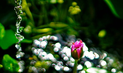 Bud of a pink nymph. A trickle of falling water. Sun glare on the surface of the pond.