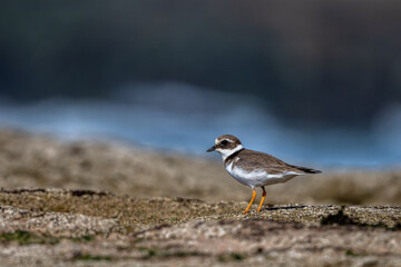 Common ringed plover or ringed plover, Charadrius hiaticula. Souss Massa National Park, Morocco