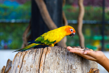 Cute sun conure parrot on branch are eating sunflower seeds
