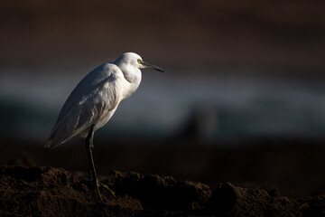 Little egret, Egretta garzetta, Souss-Massa National Park, Morocco.