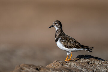 Ruddy turnstone, Arenaria interpres, wintering on the Moroccan coast.