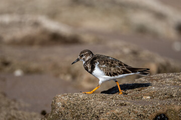 Ruddy turnstone, Arenaria interpres, wintering on the Moroccan coast.