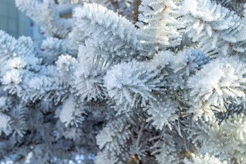 Frosty fir tree with shiny ice frost in snowy forest park. Christmas tree covered hoarfrost and in snow. Tranquil peacful winter nature. Extreme north low temperature, cool winter weather outdoor