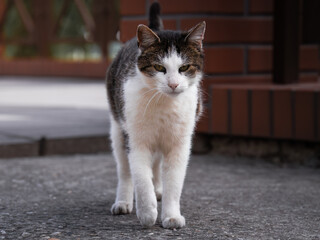 Dangerous cat, dangerous animal, the cat looks at the photographer and purrs, beautiful fur,...