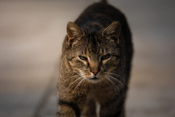 Dangerous cat, dangerous animal, the cat looks at the photographer and purrs, beautiful fur,...