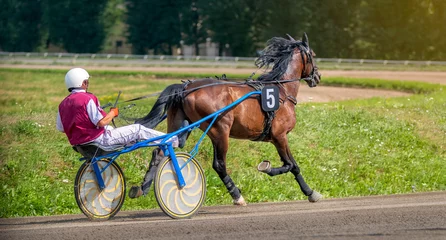 Foto op Canvas Jockey and horse. Trotting horse race. Race in harness with a sulky or racing bike. Harness racing. Trotting horse race. Sport banner © mari