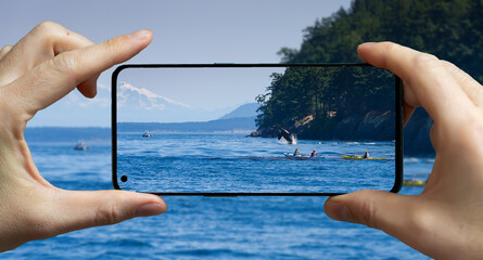 Tourist taking a picture with a mobile phone at a whale wathing tour while a Orca is jumping out of...
