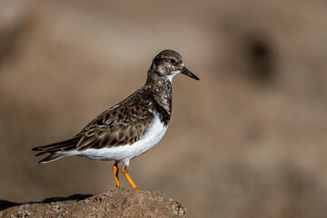 Ruddy turnstone, Arenaria interpres, wintering on the Moroccan coast.