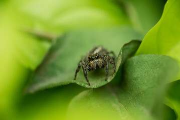 Macro shots.