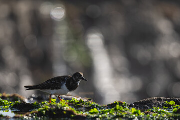 Ruddy turnstone, Arenaria interpres, wintering on the Moroccan coast.