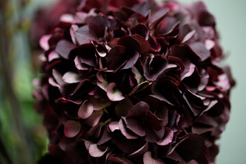 hydrangea flower - dark burgundy and purple color