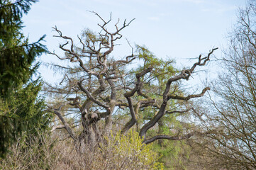 alte Eiche am Haiberg im Kalletal an den Hügelgräbern