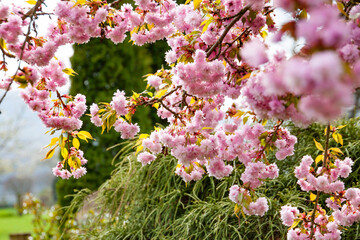 Japanische Kirsche im Garten 