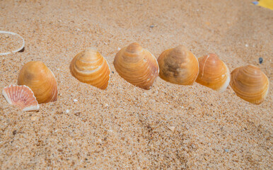 seashell on the sand