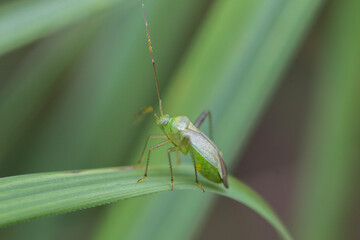 Bug Adelphocoris quadripunctatus in the natural environment