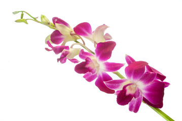 beautiful fuchsia orchid with open flowers and buds isolated on white
