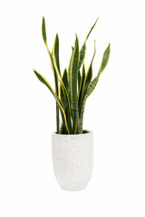 Dracaena trifasciata (Sansevieria laurentii or Snake Plant) in high detail cement pot isolated on white background with clipping path. Air purifying plants.