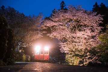 桜が満開の駅に入ってくる電車　夜景　千葉県の小湊鐵道　Train coming to station platform with cherry blossom trees at night in Japan