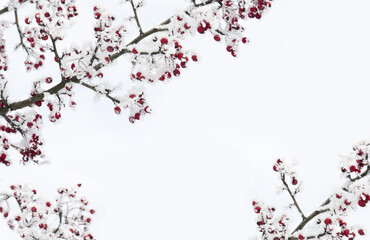 Branches with red berries hawthorn in of hoarfrost and in snow on light sky background