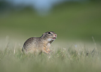 ground squirrel in the grass