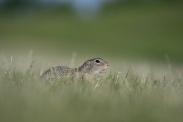 ground squirrel in the gras
