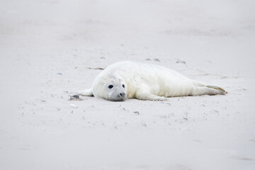 Obraz na płótnie Canvas Gray seal baby on the beach