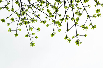 Young shoots of  Sal tree green color on isolate background