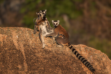 Ring-tailed Lemur - Lemur catta, beautiful lemur from Southern Madagascar forests, Anja reserve, Madagascar.