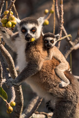 Ring-tailed Lemur - Lemur catta, beautiful lemur from Southern Madagascar forests, Anja reserve, Madagascar.