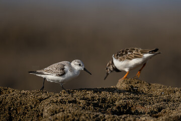 Sanderling, Calidris alba. A common shorebird.