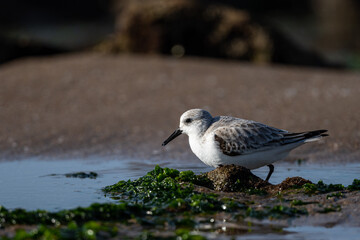 Sanderling, Calidris alba. A common shorebird.