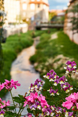 Lila blühende Blumen vor dem Bachlauf der Schwabach in der Altstadt Schwabach, Deutschland