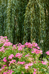 Lila blühende Geranien vor grüner Trauerweide