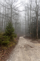 Obraz premium Group of trees without leaves and green fir trees are in a forest in autumn in fog. Vertical