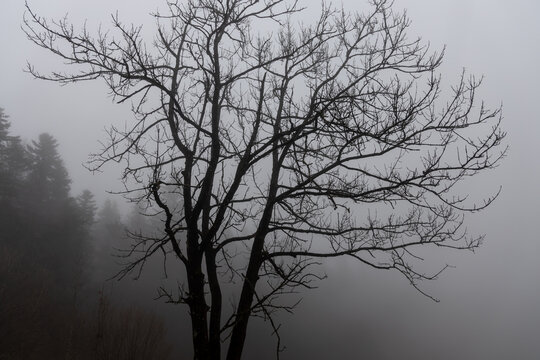 One deciduous tree without leaves is in a forest in autumn in fog